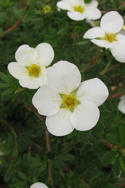 Abbotswood Potentilla 2G