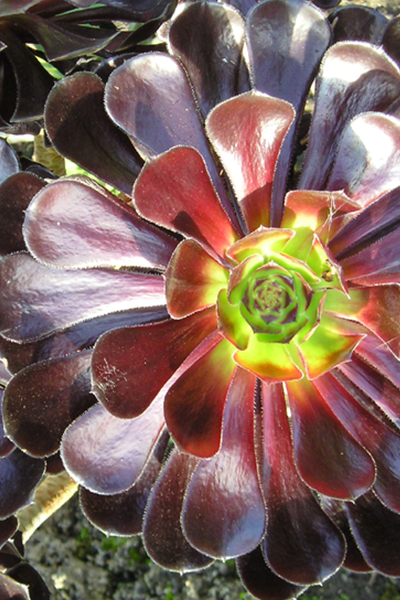 Aeonium Black Rose 6”