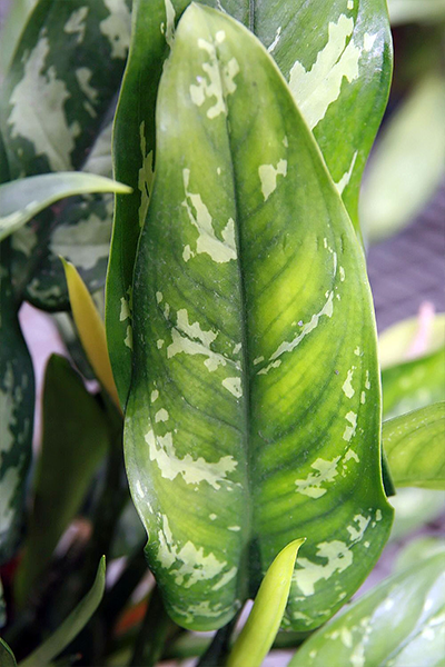 Aglaonema Maria 4"