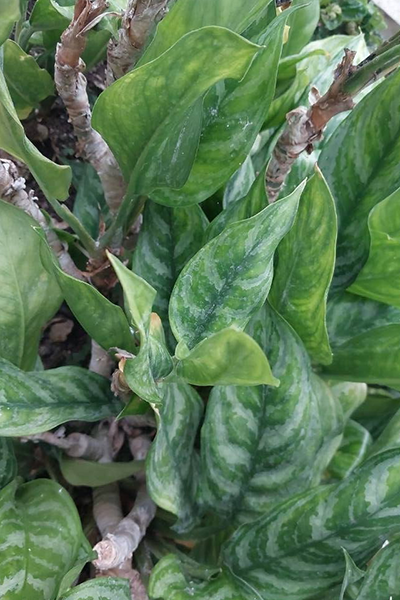 Aglaonema Maria 8"