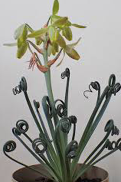 Albuca Frizzle Sizzle 4”