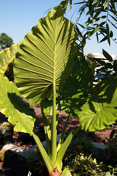 Alocasia Calidora 14”