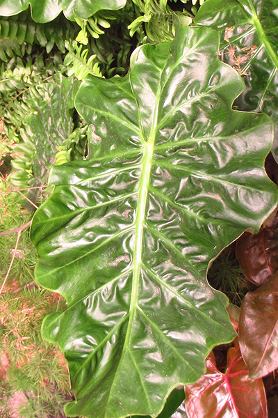 Alocasia Low Rider 10”