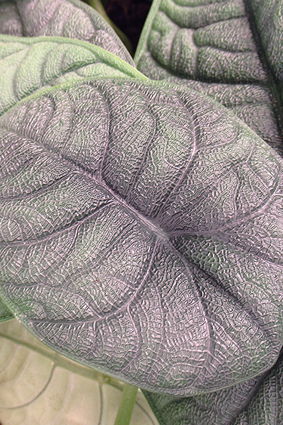 Alocasia Maharani 6”