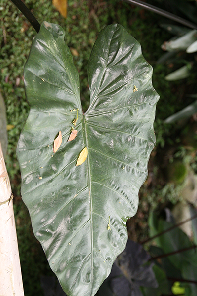 Alocasia Metalhead 14”