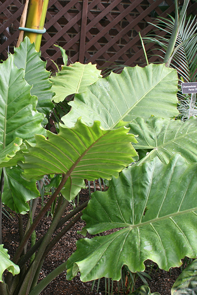 Alocasia Portora 14”