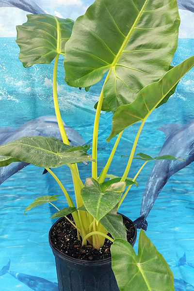 Alocasia Yellow Tail 4”