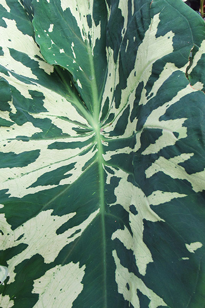 Alocasia Hilo Beauty 4"