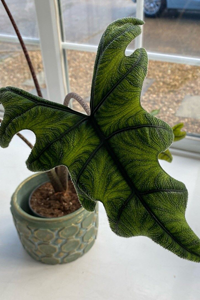 Alocasia Jacklyn 4"