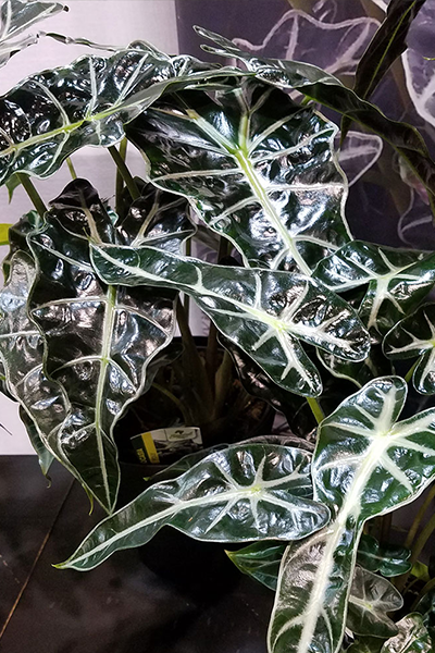 Alocasia Polly 6"
