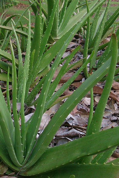 Aloe Vera 14”