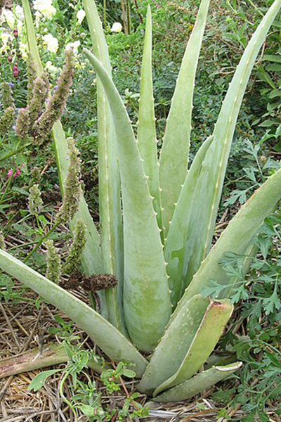 Aloe Vera 2”