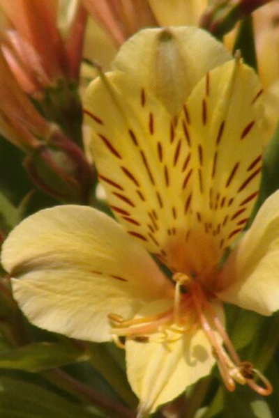 Alstroemeria Inca Rio QT