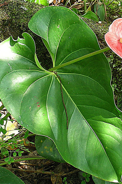 Anthurium 8” Assorted