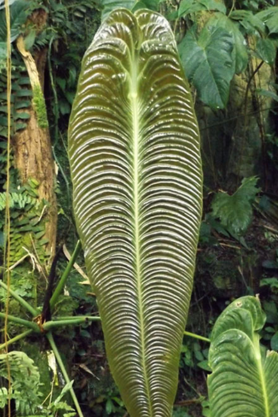 Anthurium Cobra 4”