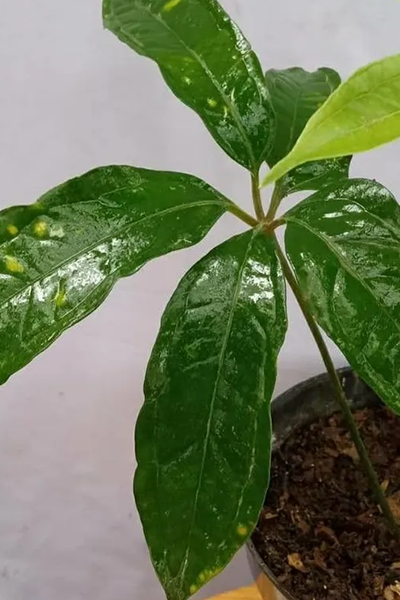 Anthurium Fingers 6”