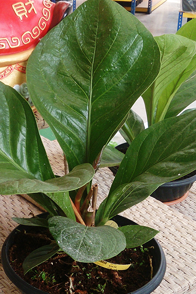 Anthurium Jenmanii 8”
