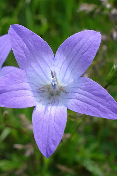 Arctic Falls® Campanula 1G