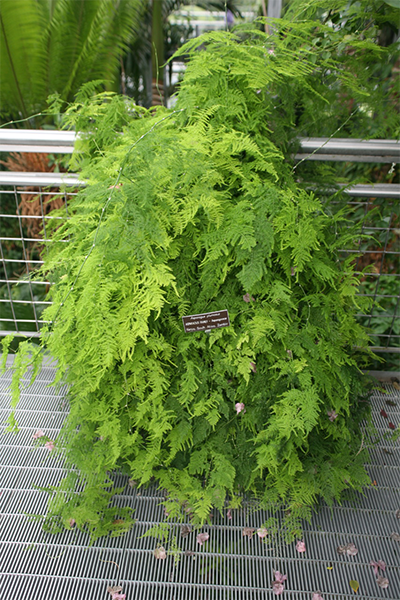 Asparagus Plumosa 4”