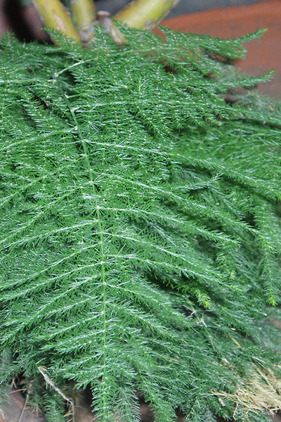 Asparagus Fern Plumosus 4”