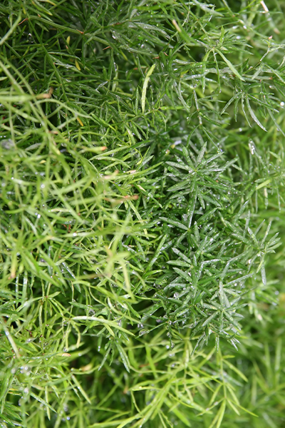 Asparagus Sprengeri 4”