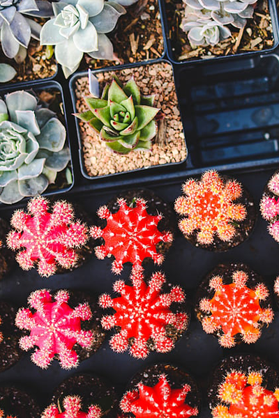 Assorted 2" Succulents