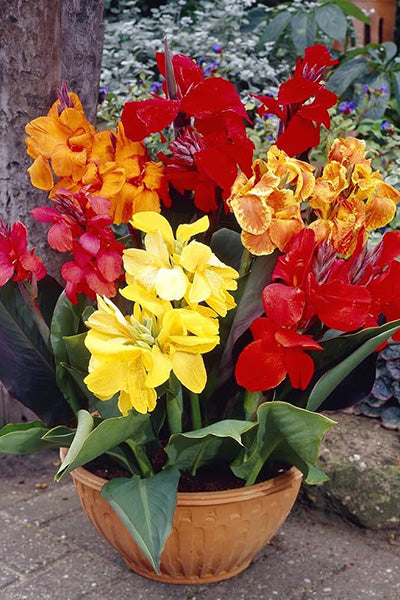 Assorted Canna Lily 10G