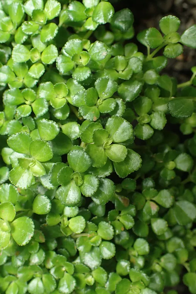 Baby Tears Pilea 6” HB