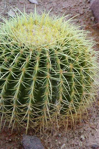 Barrel Cactus 6"