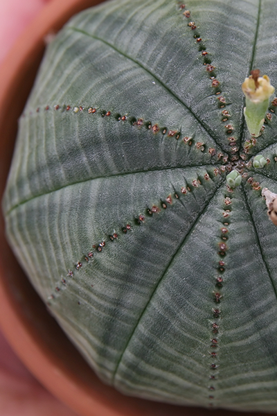 Baseball Plant 4”