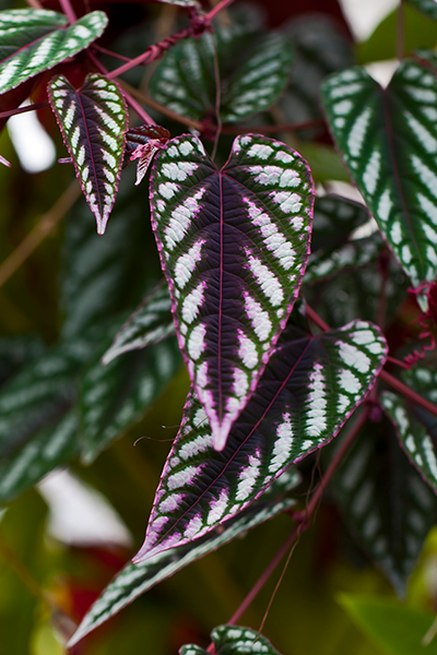 Begonia Rex Vine 4” HB