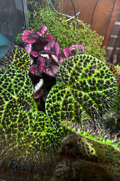 Begonia Ferox 4”