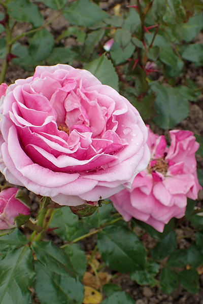 Belinda’s Dream Rose 3G