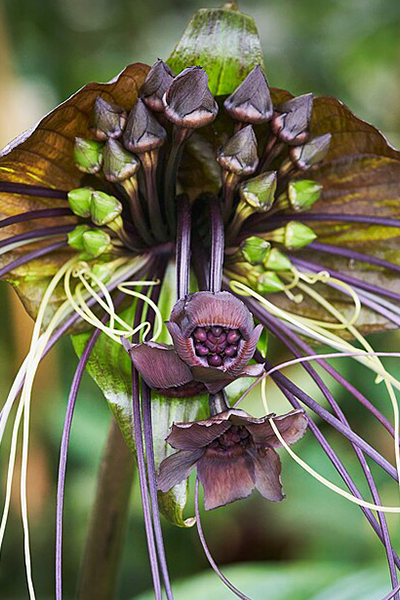Black Bat Flower 4.5”