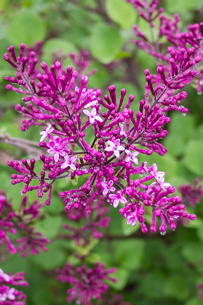 Bloomerang Dark Purple Lilac 2G
