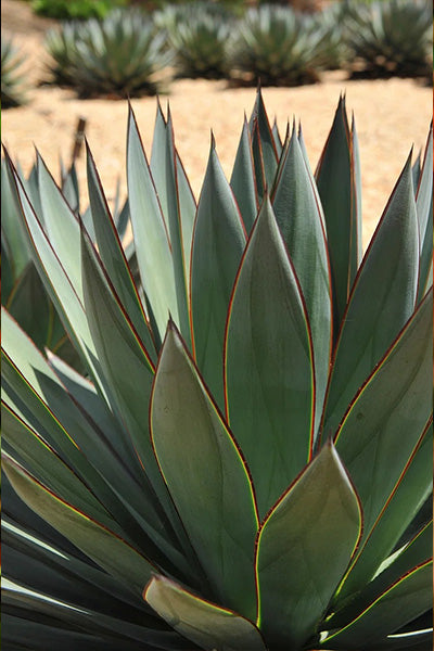 Blue Glow® Agave 2”