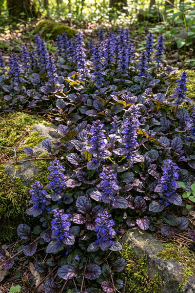 Blueberry Muffin® Ajuga 1G