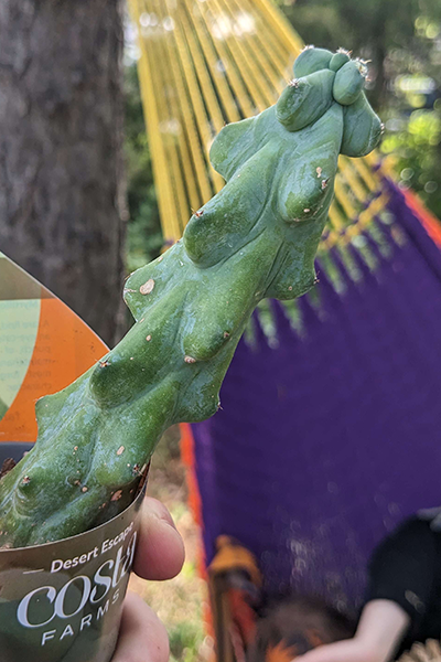Boobie Cactus 6”