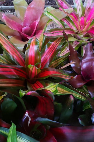 Bromeliads 4” Assorted
