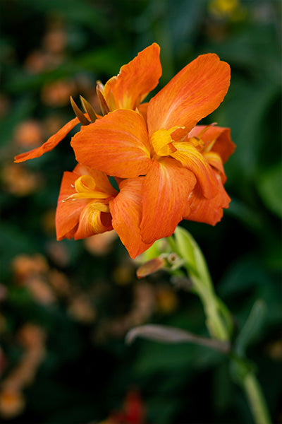 Bronze Orange Canna Lily 2G