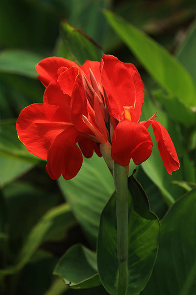 Bronze Scarlet Canna Lily 2G