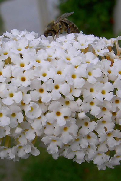 Buzz Ivory Butterfly Bush 1G