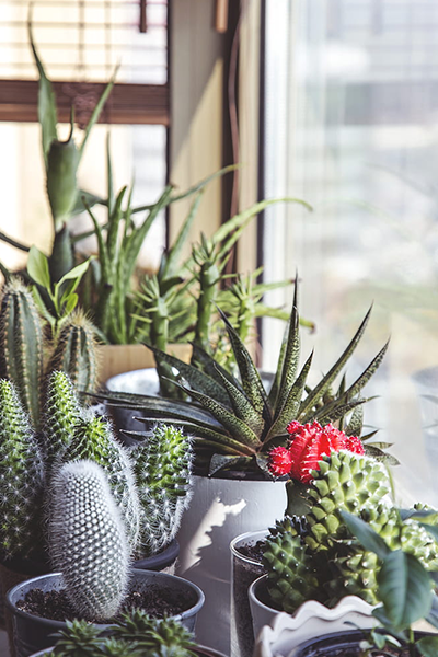 Cactus 10” Assorted