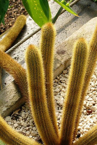 Cactus Rat Tail Gold 6” HB