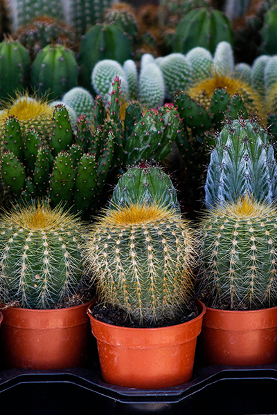Cactus Assorted 2"