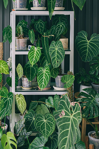 Calathea 4” Assorted