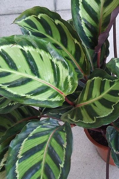 Calathea Roseoptica