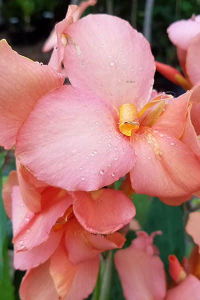 Cannova® Mango Canna Lily 3G