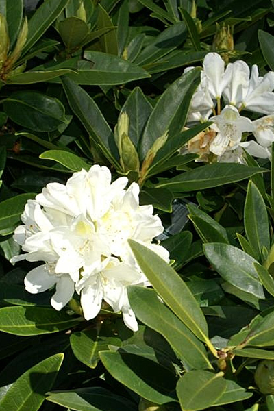 Chionoides Rhododendron 6G