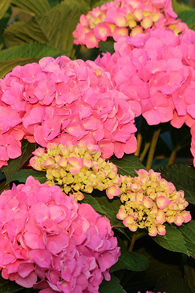 Cityline Paris Hydrangea 2G